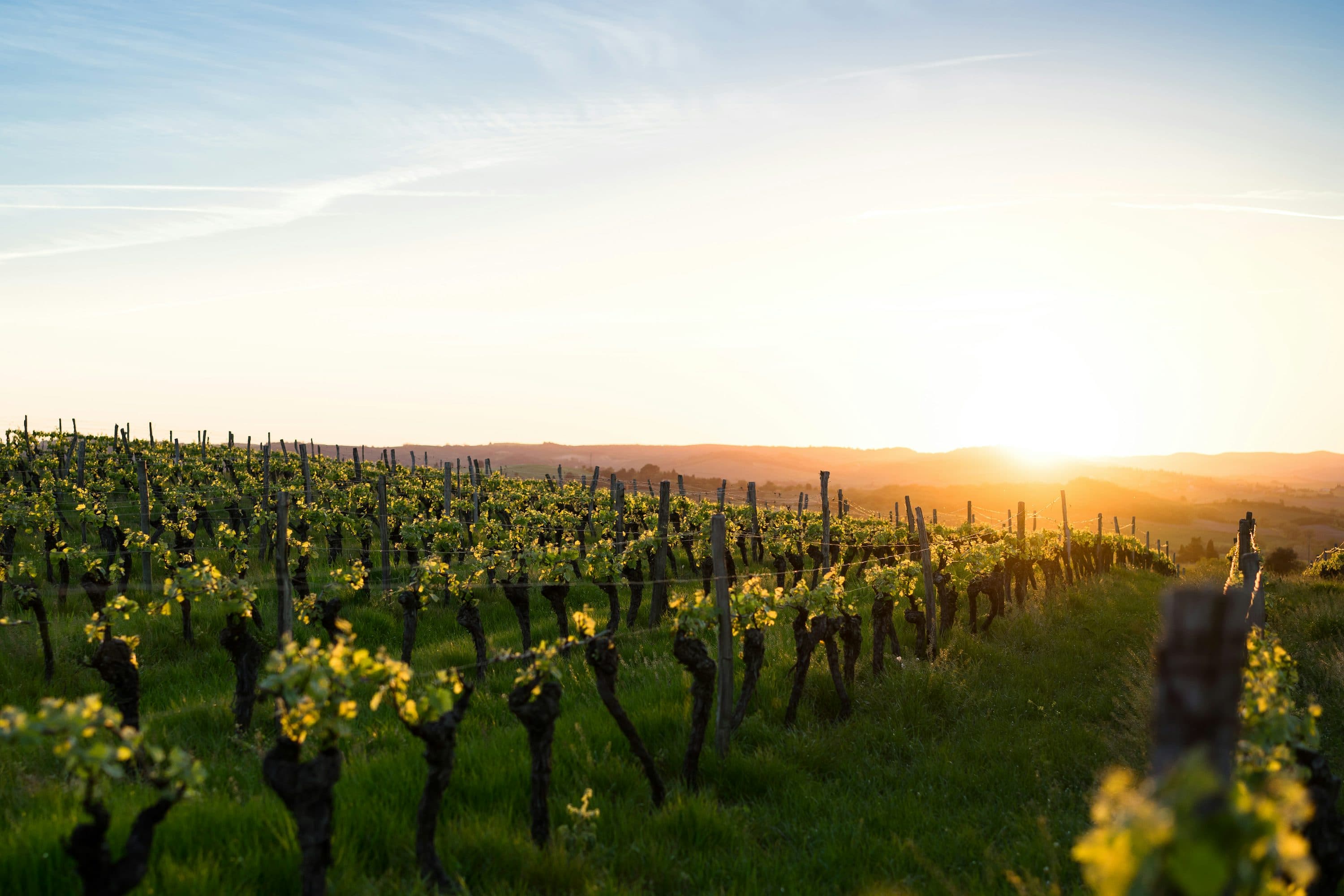 Vignoble au coucher du soleil